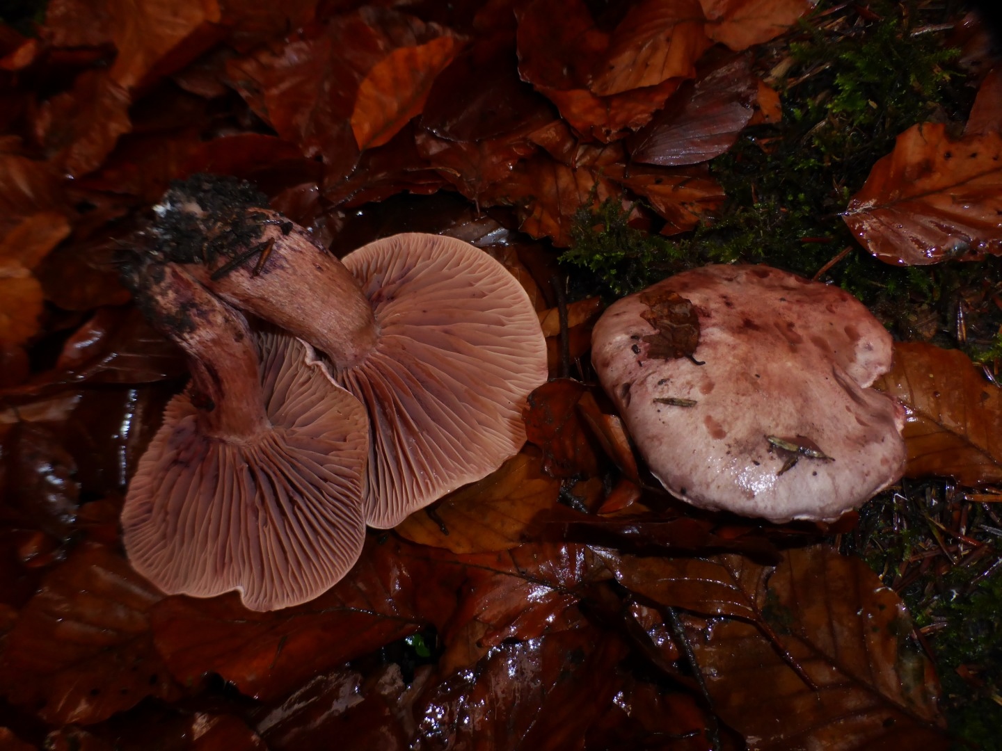 Hygrophorus capreolarius Weinroter Purpurschneckling Schwaebisch Gmuend Rotenhar Buchen Tannenwald paenemontan Pilzseminar Krieglsteiner PSV DGfM