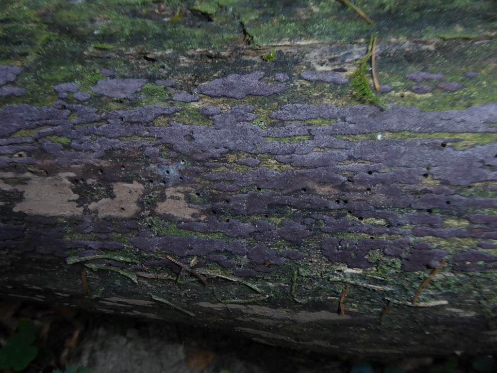 Hypoxylon vogesiacum Vogesen Kohlenbeere Baden Wuerttemberg Allgaeu Tobelwaelder Ulmus Bergulme Stromata violett Krieglsteiner