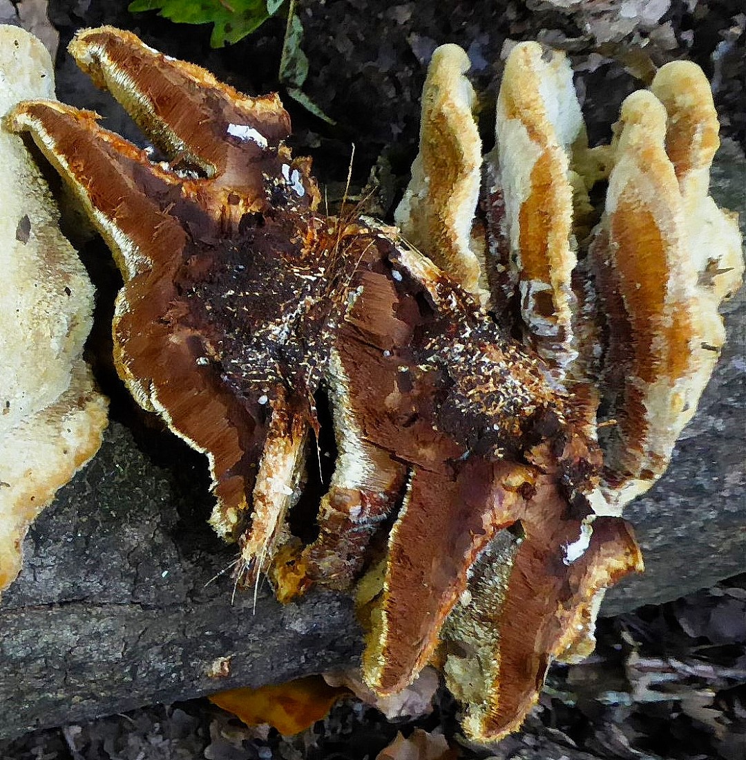 Inocutis rheades Inonotus Myzelialkern Trama Kontext Poren einjaehrig Rote Liste Nordrhein Westfalen Nationalpark Eifel Zittepappel Populus tremula Gro