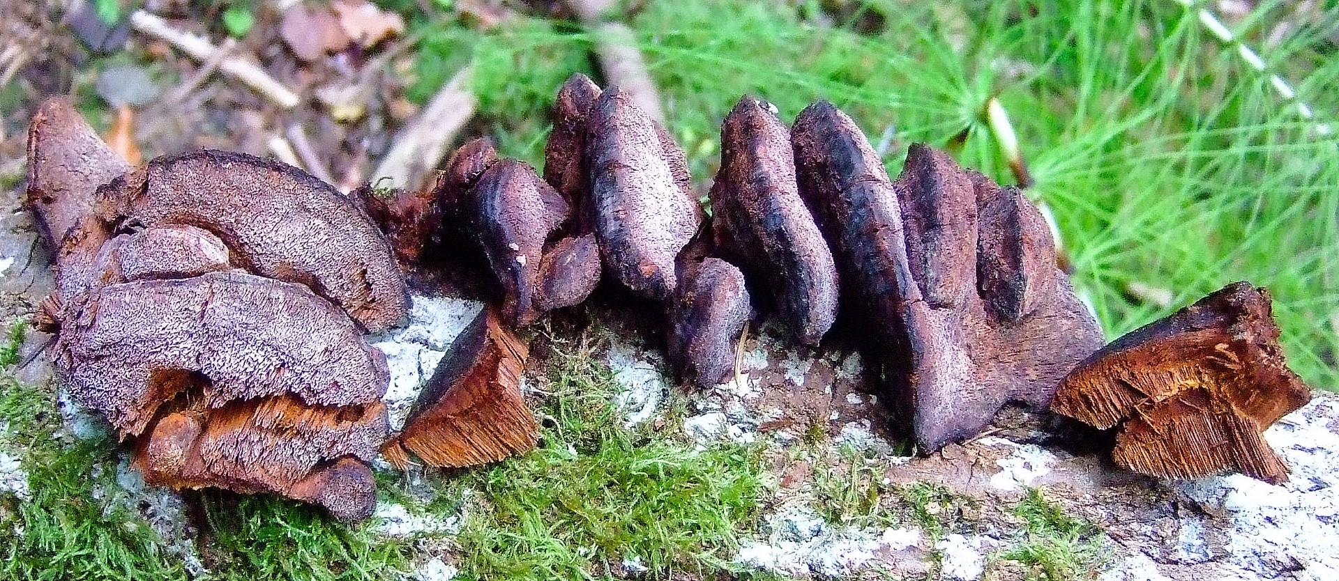 Inocutis rheades vulpinus Baden Wuerttemberg Schwaebischer Wald Gmuend Tanau Zitterpappel liegender Stamm Populus tremula Krieglsteiner Gro