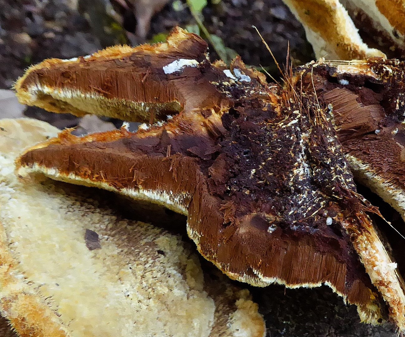 Inocutis rheades vulpinus Myzelialkern Fuchsroter Schillerporling Zunderschwamm Fomes fomentarius Weissfaeule Zitterpappel Espe Populus tremula Eifel Gro