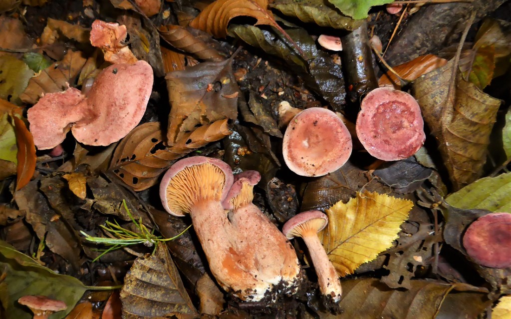 Lactarius lilacinus Hessen Taunus Kronberg Verein PIlzfreunde Sulzbach Milchlingskurs PIlzschule Schwaebischer Wald