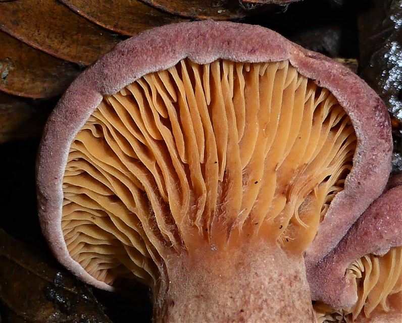 Lactarius lilacinus Lila Milchling Detail Hut flaumig bewimpert spinosulus Schueppchen Milchling Krieglsteiner Pilzschule Schwaebischer Wald