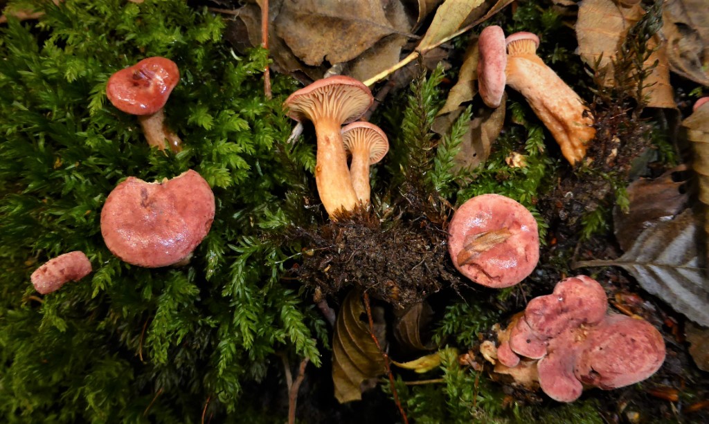 Lactarius lilacinus Lila Milchling Verein Pilzfreunde Sulzbach Krieglsteiner Alnus glutinosa Erle Mnium hornum Schwanenhals Sternmoos Krieglsteiner