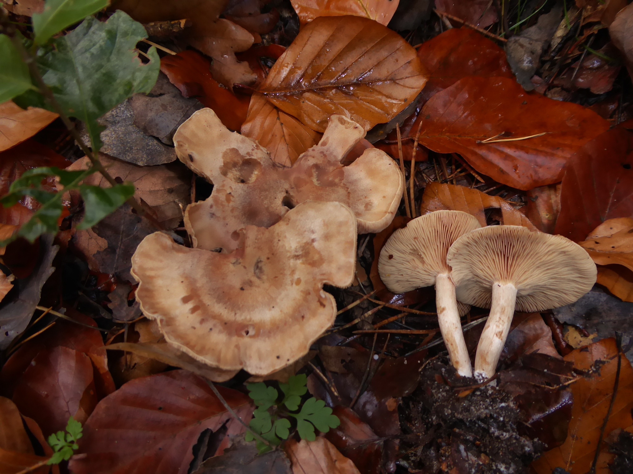 Lepista martiorum Faelblings Roetelritterling Clitocybe Bayern Unterfranken Wuerzburg Sporenpulver rosa