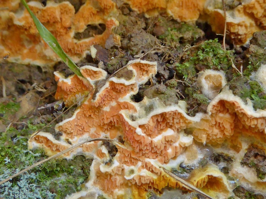 Leucogyrophana mollusca Weiche Gewebehaut Italien Ligurien Seminar Krieglsteiner Pilzschule Schwaebischer Wald Rindenpilzkurs