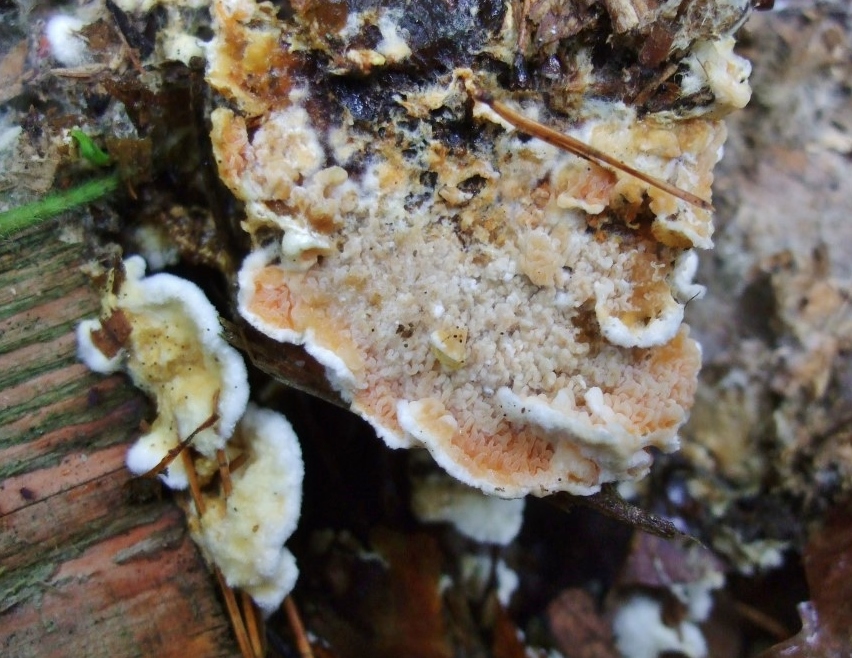 Leucogyrophana mollusca pseudomollusca Ebern Unterfranken Nadelholz Orangefarbener Faeltling PIlzschule Schwaebischer Wald