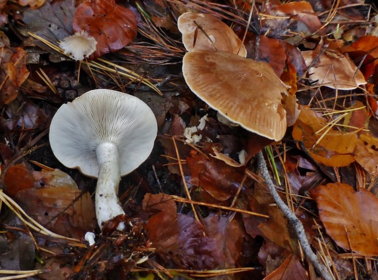 Leucopaxillus gentianeus Bitterer Krempentrichterling Hut gerippt Geschmack bitter Cucurbitacin Saprobiont Mykorrhiza Laubwald sauer giftig