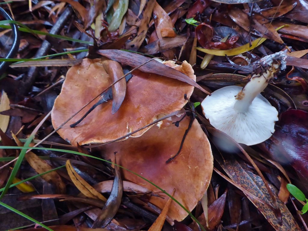 Leucopaxillus gentianeus Portugal Algarve Monchique Pilzseminar Pilzkurs Laubstreu bitter ungeniessbar giftig kein Speisepilz 