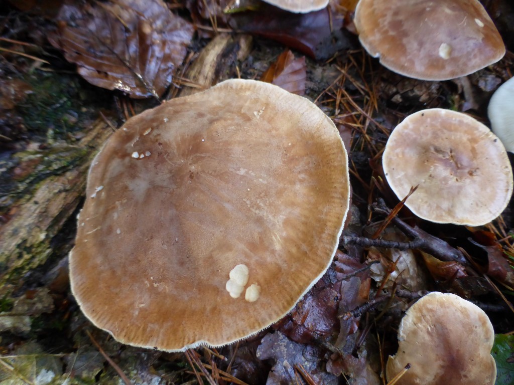 Leucopaxillus gentianeus amarus Bitterer Krempenritterling Pfalz Dahner Felsenland Hohe List Buchenwald