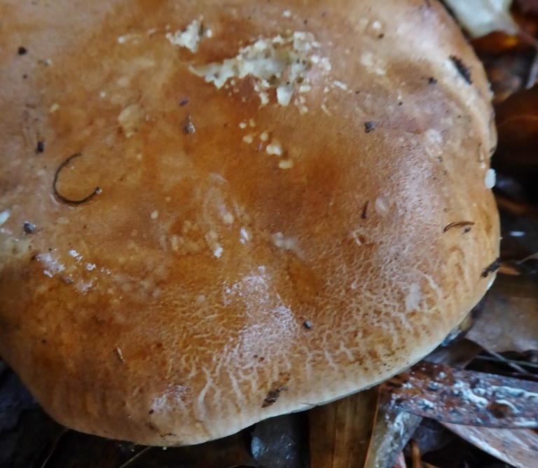 Leucopaxillus gentianeus amarus Hut trocken gerippt aufreiend bitter Portugal Algarve Korkeiche sauer