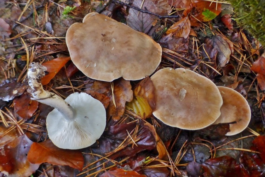 Leucopaxillus gentianeus selten Rheinland Pfalz Krieglsteiner DGfM PSV giftig Cucurbitacin braun gerippt sauer basenreich