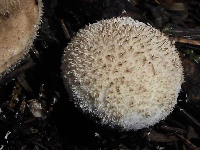 Lycoperdon norvegicum Norwegischer Stubling Schwbischer Wald Baden Wrttemberg Rotenhar Pilzschule Bauchpilzkurs Krieglsteiner Nadelwald Seltenheit