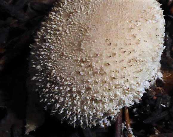 Lycoperdon norvegicum Norwegischer Stubling Schwbischer Wald Baden Wrttemberg Rotenhar Pilzschule Bauchpilzkurs Krieglsteiner Nadelwald Tanne Ficht Agaricaceae