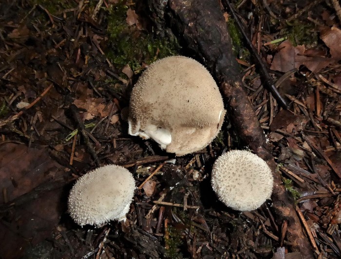 Lycoperdon norvegicum Norwegischer Stubling Schwbischer Wald Baden Wrttemberg Rotenhar Pilzschule Bauchpilzkurs Krieglsteiner Nadelwald Tanne Fichte