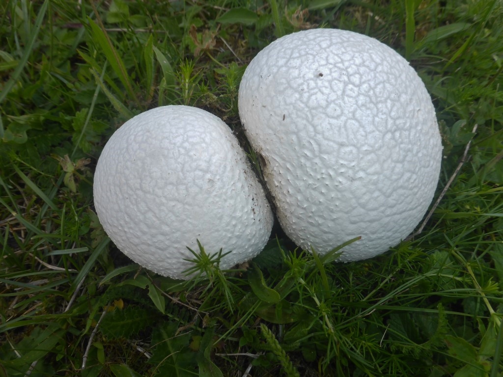 Lycoperdon utriforme 1 Hasenbovist felderig jung Agaricaceae Champignon Schirmling essbar innen weiss