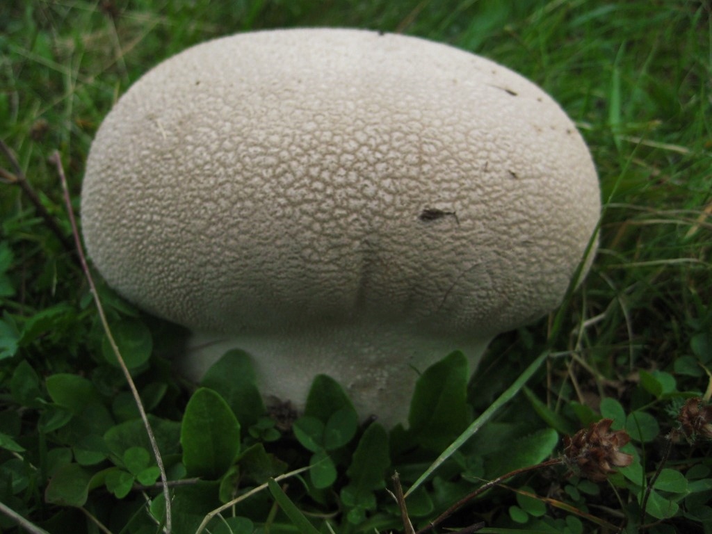 Lycoperdon utriforme 3 Hasenstaeubling NSG Duengung Bestandsschutz Nutzung Landwirtschaft Magerwiesen Rote Liste gefaehrdet