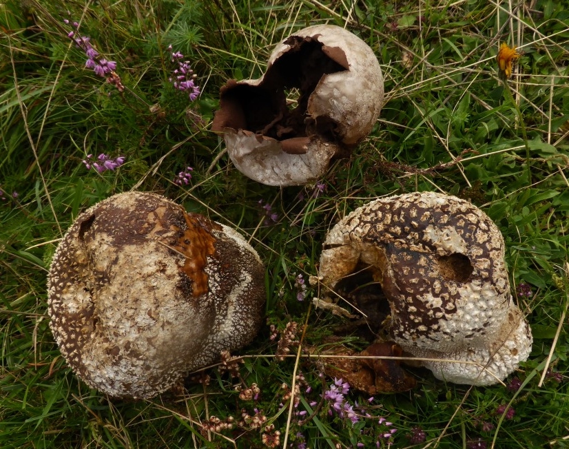 Lycoperdon utriforme 8 alte Fruchtkoerper nicht essbar Lebensmittelvergiftung Soehnstetten Stoeckelberg saure Heide Calluna vulgaris