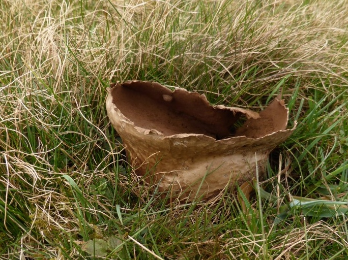 Lycoperdon utriforme 9 steriler Stielteil ueberstaendig Eifel Nationalpark ungeduengte Wiese Magerrasen extensiv Weide essbar nicht wohlschmeckend