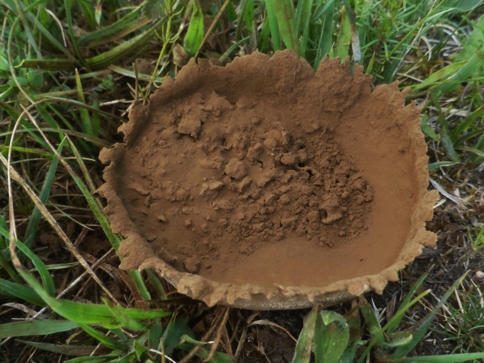 Lycoperdon utriforme 9a Hasenbovist steriler Stielteil Sporenmasse Milliarden Sporen Capillitium Baden Wuerttemberg Schwaebische Alb Erpfenhausen