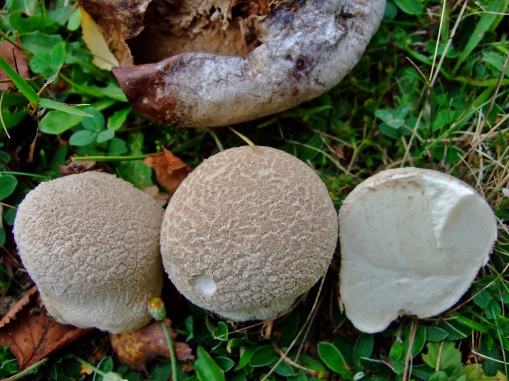 Lycoperdon utriforme Hasenbovist Calvatia utriformis 2 Bayern Deggendorf Magerwiese Himmelreich NSG Naturschutz Duengung Kunstduenger Guelle