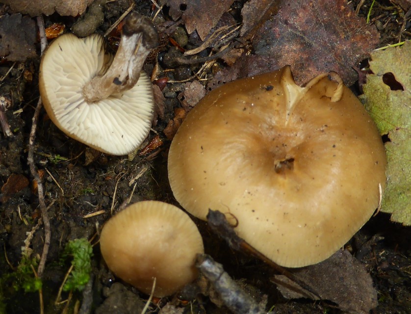 Lyophyllum brunneo ochrascens 2 Ockerbrauner Rasling Norwegen Innlandet Lusaeter Birkenwald Fjell Krieglsteiner semitale Lamellen weiss grau