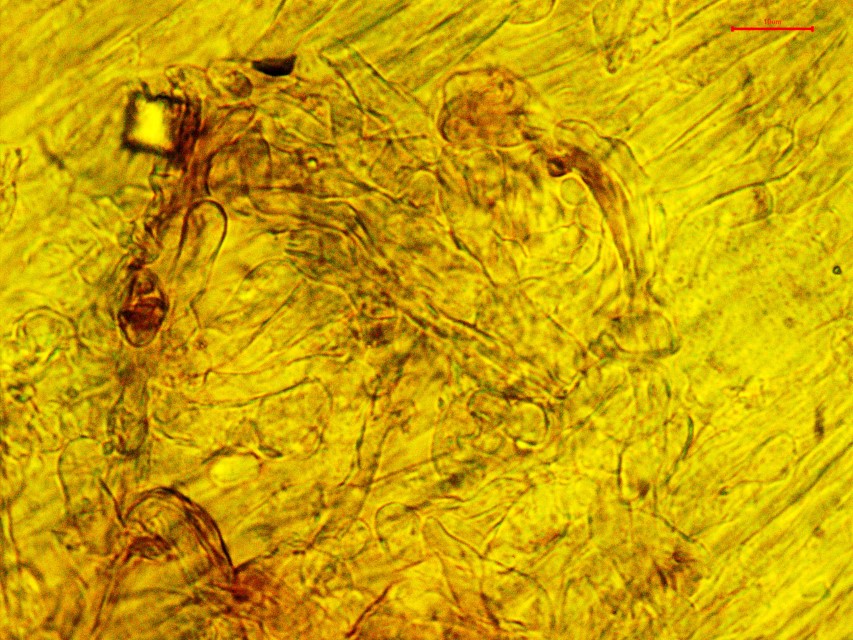 Lyophyllum brunneo ochrascens 21 Stipitipellis Stiel Skalp Caulozystiden Kongorot Mikroskopie Krieglsteiner Pilzschule Schwaebischer Wald Norwegen
