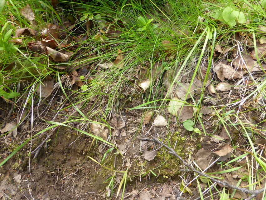 Lyophyllum brunneo ochrascens 22 Fundort Boeschung Wegrand Birkenwald arktisch Waldgrenze Fjell nordisch sauer Schafe Rinder Erhard Ludwig