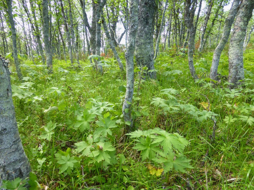 Lyophyllum brunneo ochrascens 23 Standort Birkenwald arktisch sauer Geranium silvaticum Waldstorchschnabel Fjell Norwegen Innlandet Lusaeter Pilzkurs