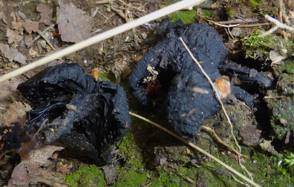 Lyophyllum brunneo ochrascens 6 alte Fruchtkoerper Wegrand Birkenwald Fjell Baumgrenze arktisch Norwegen Ockerbrauner Rasling Erhard Ludwig Typus Pilz