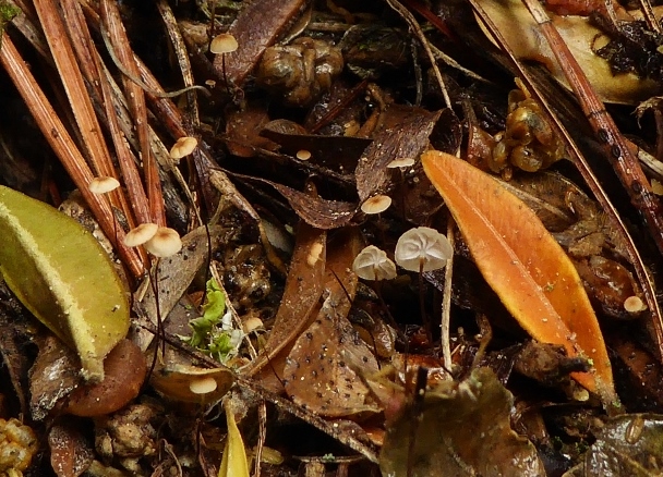 Marasmius buxi Buchsbaum Schwindling Saprobiont Laub kein Speisepilz Frankreich Buxus sempervirens Krieglsteiner