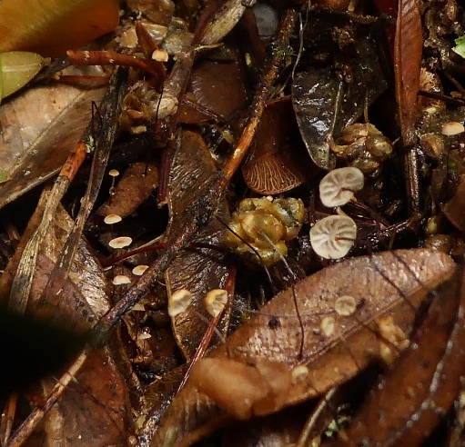 Marasmius buxi Frankreich Seealpen Buchsbaum Schwindling haeufig Saprobiont trockenresistent Laubstreu