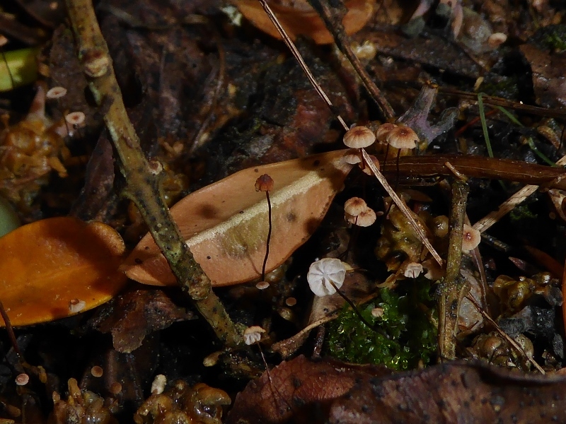 Marasmius buxi Stiel oben hell unten dunkel Buchsbaum Schwindling Buxus sempervirens Seealpen Krieglsteiner