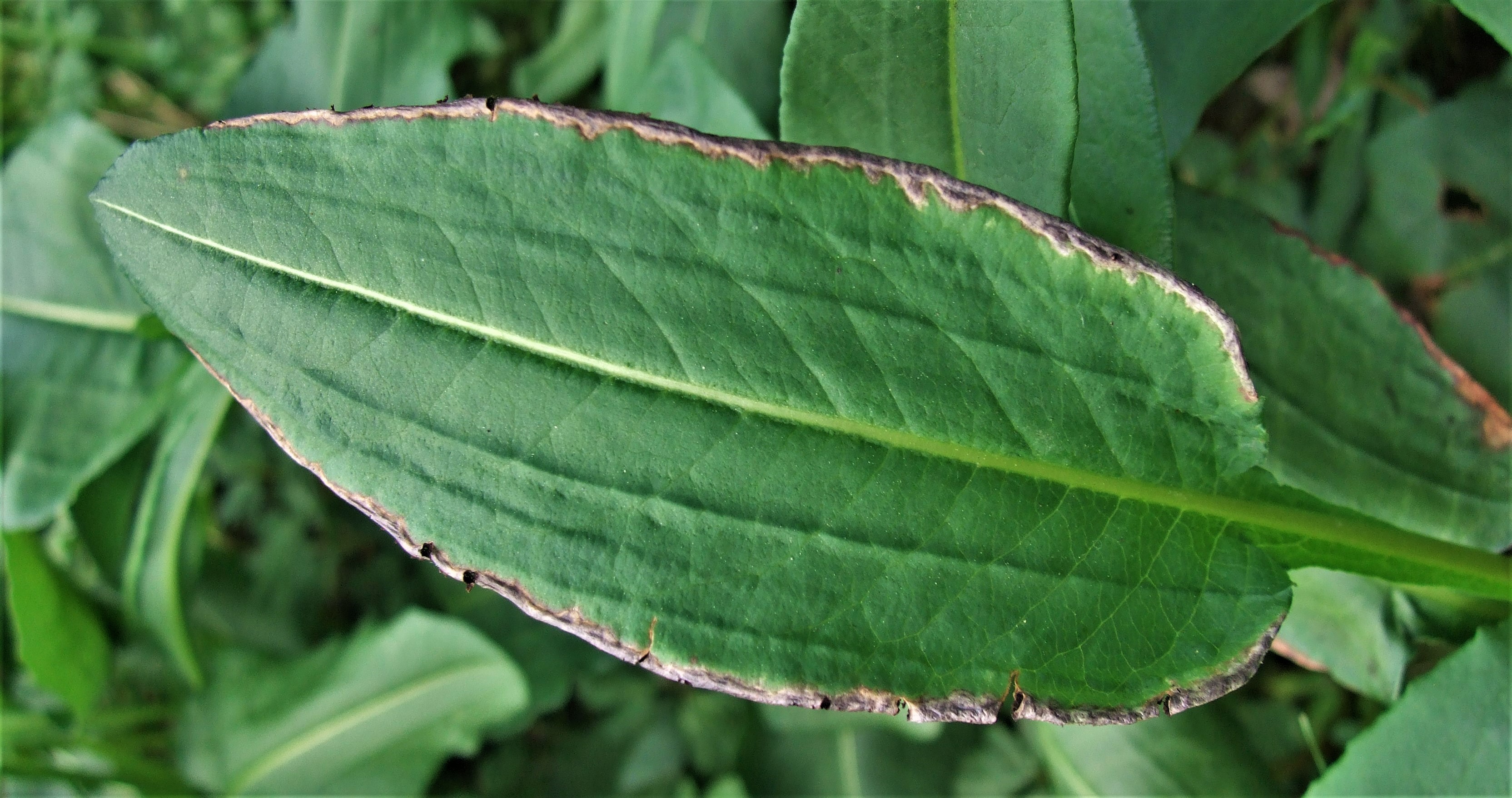 Micobotryum marginale Blattrandbrand Wiesenknoeterich Lange Rhoen NSG Schwarzes Moor Hochrhoen naturschutzfachliches Argument 