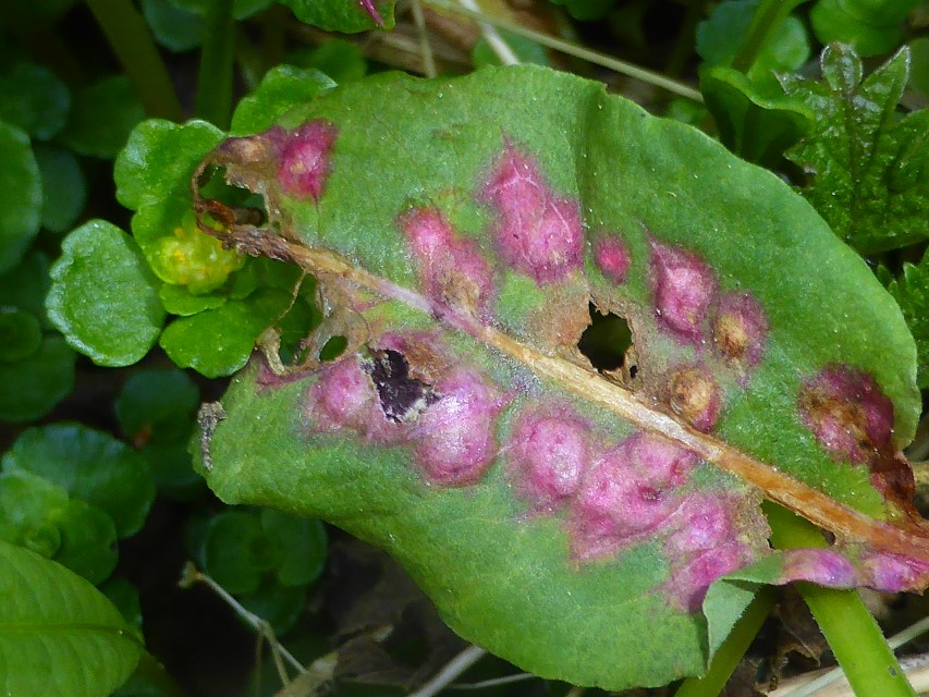 Microbotryum pustulatum 3 Seminar Parasitische Pilze Pilzschule Schwaebischer Wald Ostalbkreis Baden Wuerttemberg Deutschland Krieglsteiner pilzkunde Gschwend