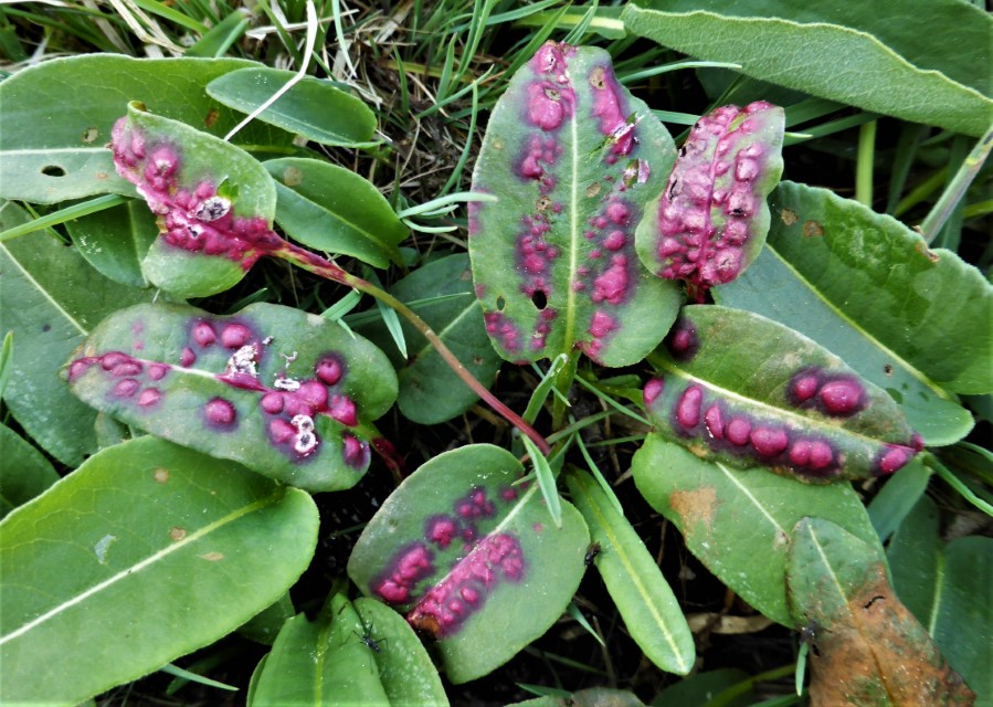 Microbotryum pustulatum 7 Aalaen Tauchenwweiler Weiherwiesen Ostalbkreis Glattenzainbach Bistorta officinalis Wiesenknoeterich Niedermoor Waldlichtung Brandpilz