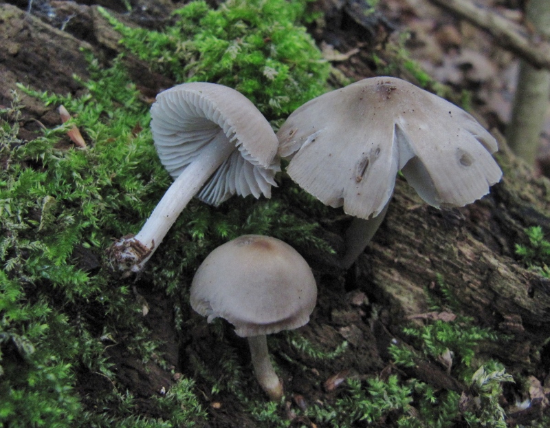 Mycena niveipes Schneestieliger Helmling Baden Wuerttemberg Bannwald Fruehling Laubholz