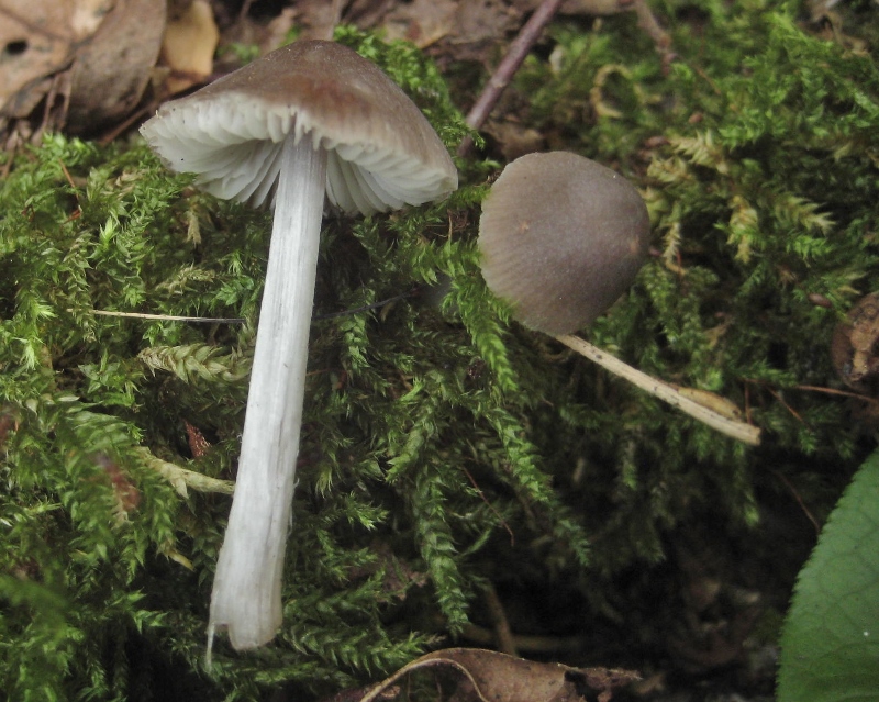 Mycena niveipes Schneestieliger Helmling Bayern Rhoen Laubholz Geruch Chlor nitroes