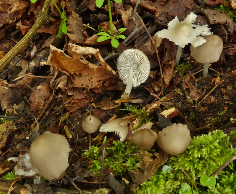 Mycena niveipes Schneestieliger Helmling Fruehlings Schwaebisch Gmuend Pilzschule Seminar