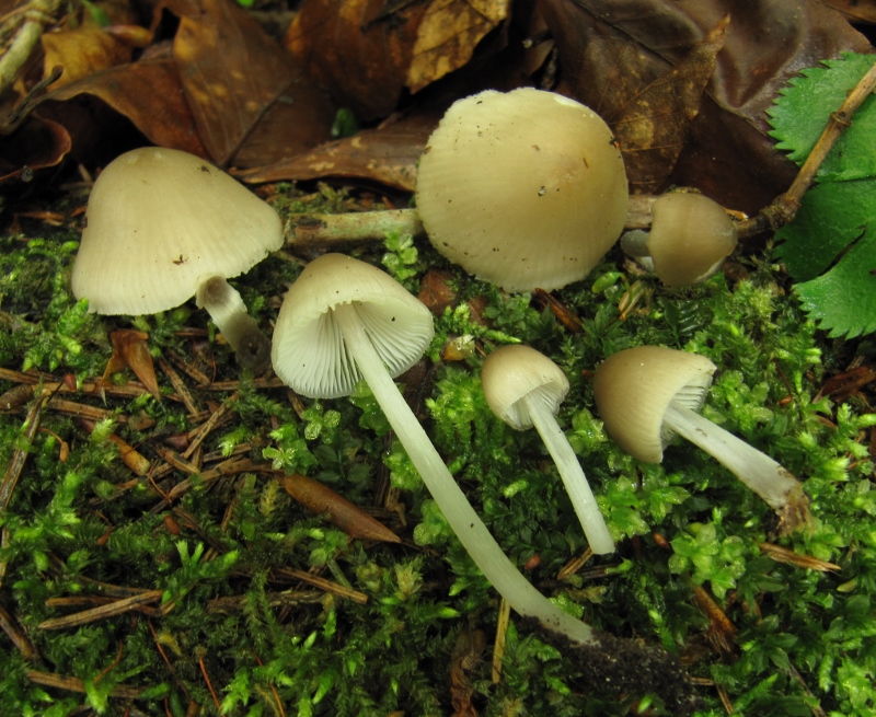 Mycena niveipes Schneestieliger Helmling Kroatien Fruehling Morchel Fuehrung Kurs Seminar