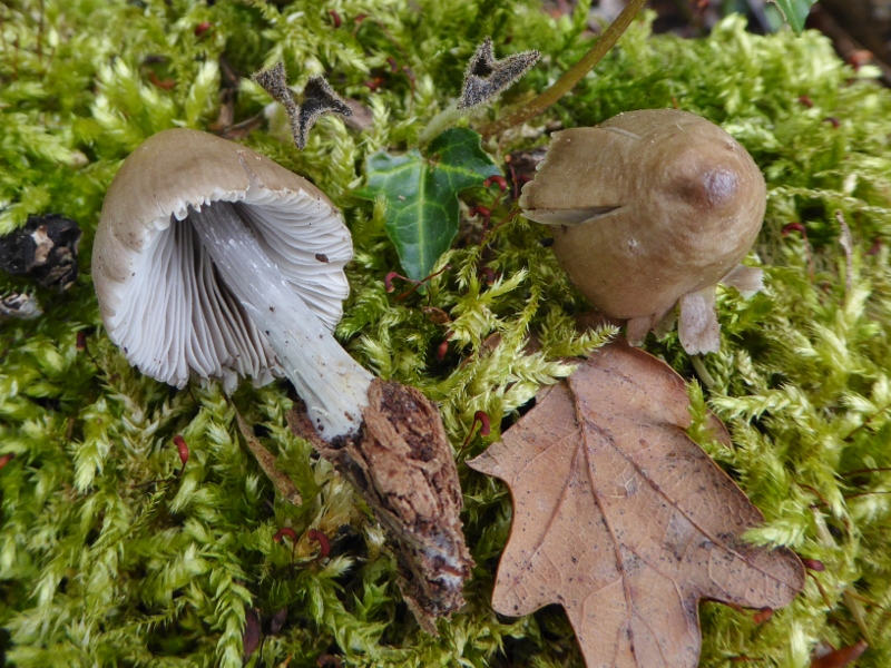 Mycena niveipes Schneestieliger Helmling Unterfranken Wuerzburg Stiel gerillt