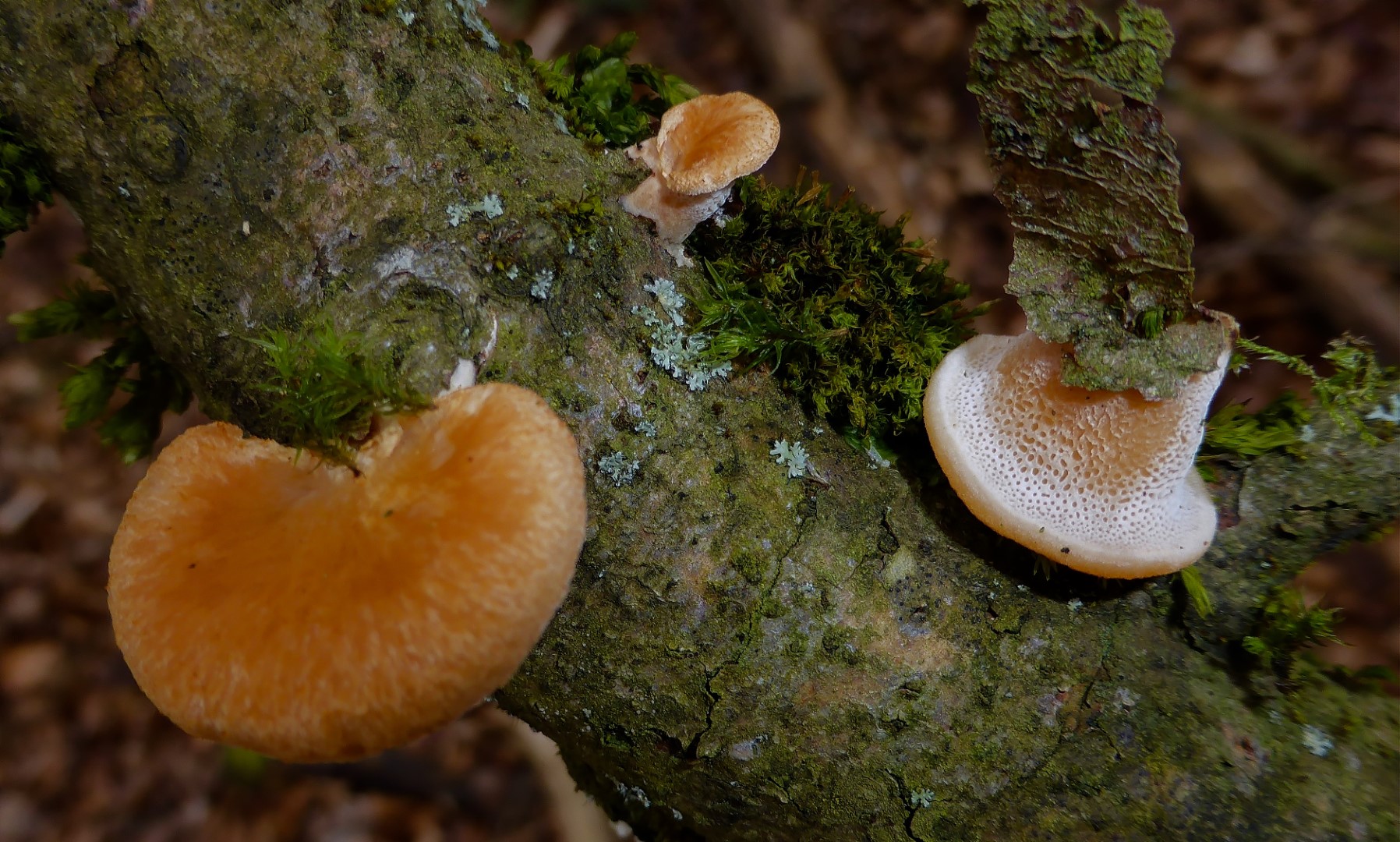 Neofavolus alveolaris mori Polyporus Wabenporling Buche Backnang Stuttgart Baden Wuerttemberg Polyporales Gro