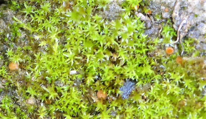 Octospora gyalectoides crosslandii Barbula acrocarpe Kleinmoose Spraitbach Feldmykologe Mikroskopierkurs PIlzschule Schwaebischer Wald Krieglsteiner Naturgarten Biodiversitaet Artenvielfalt