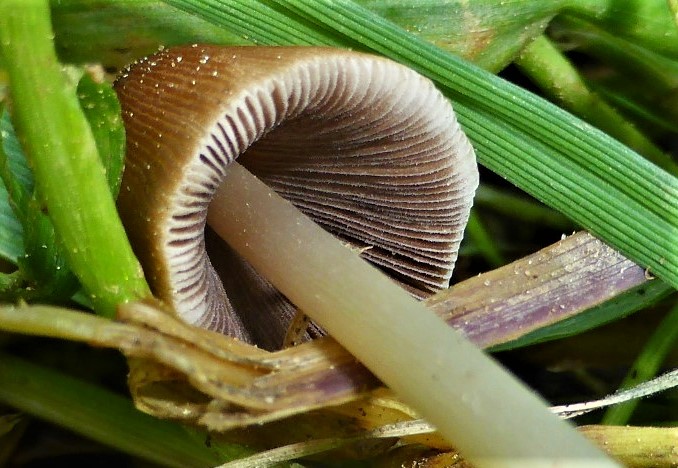 Parasola auricoma 2 Spraitbach Schwaebisch Fraenkischer Wald Gmuend Ostalbkreis Baden Wuerttemberg Pilzkurse Krieglsteiner Cheilozystiden Lamellen Garten PilzCoach Feldmykologe