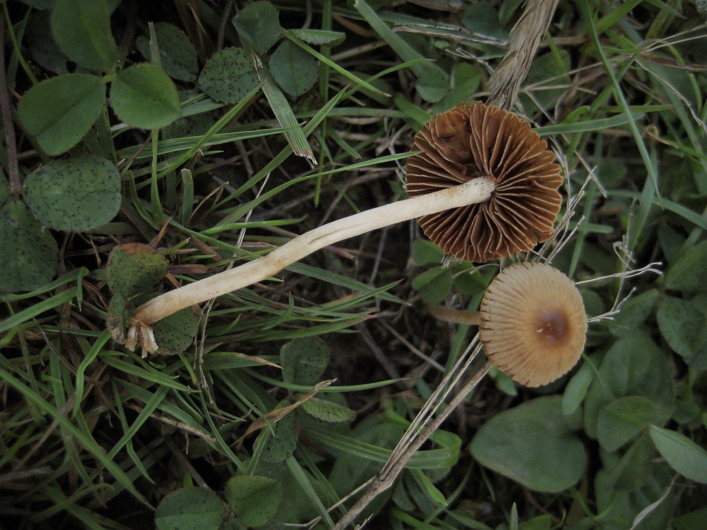 Pholiotina sulcata Galerella plicatella Gefurchter Glockenschueppling Deutschland Baden Wuerttemberg Schwaebisch Gmuiend Magerwiese Gro