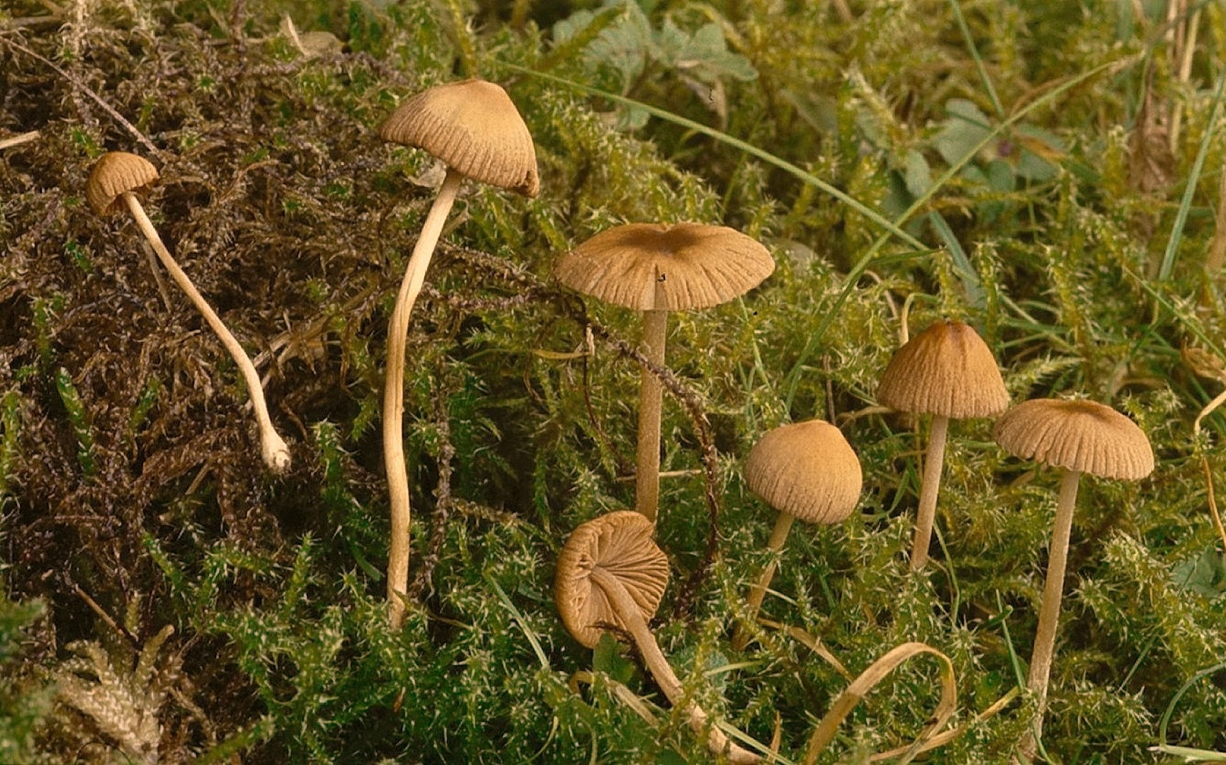 Pholiotina sulcata Gefurchter Glockenschueppling Deutschland Rhoen Bayern Rinderweide Moos Rhytidiadelphus squarrosus Biosphaerenreservat Gro