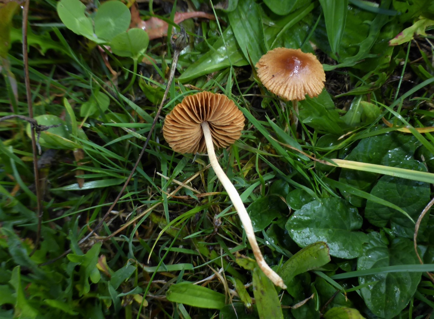 Pholiotina sulcata Gefurchter Glockenschueppling Schwaebischer Wald Gmuend Baden Wuerttemberg Pilzkurse Pilzschule Krieglsteiner Gro