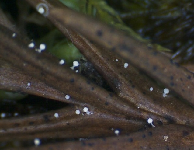 Physalacria cryptomeriae 2 Physalacriaceae Agaricales Krieglsteiner Neufund Neomyzet Japanische Sicheltanne Cryptomeria japonica Neophyt gepflanzt Rindenschwamm