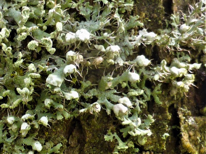 Physcia adscendens Helm Schwielenflechte tenella Cilien Apothezien Lecanora Lagerrand Caliciales Flechtenkurs Baumborke Verwechslung Spraitbach Schwaebischer Wald Nussbaum Juglans