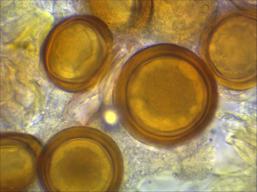 Physoderma potteri 10 Pilzschule Schwaebischer Wald Feldmykologe Biodiversitaet Artenvielfalt naehrstoffarm Torfmoos Binse Becherling